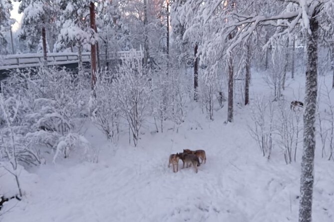 Rovaniemi: Trip to Ranua Zoo with Tickets Included - Lunch, local sweets, and a warm pause