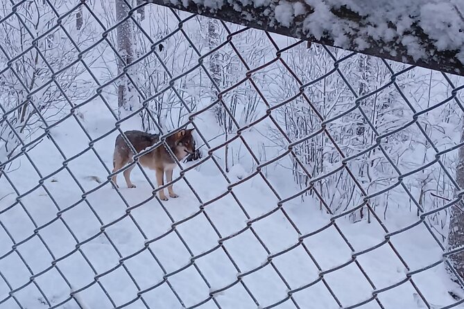 Rovaniemi: Trip to Ranua Zoo with Tickets Included - When this trip works best
