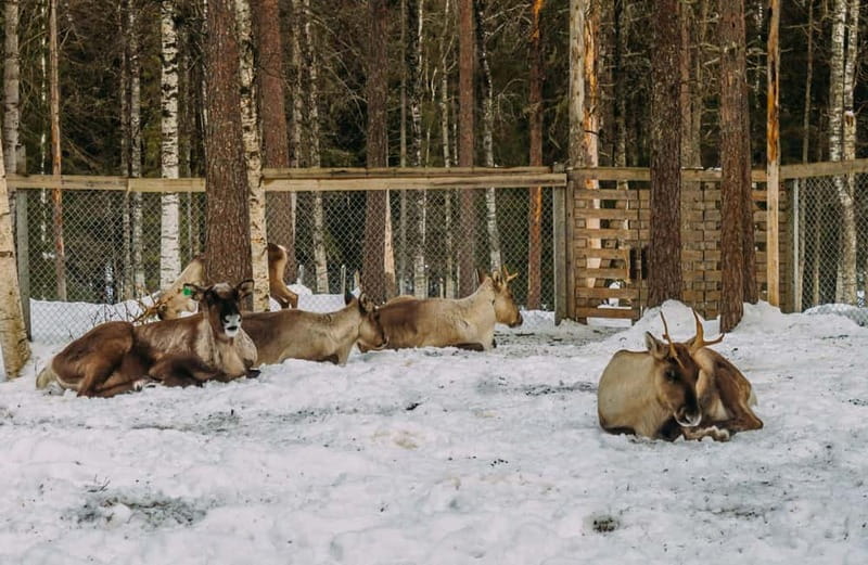 Rovaniemi: Trip to Ranua Zoo with Tickets - What the $102 price really covers