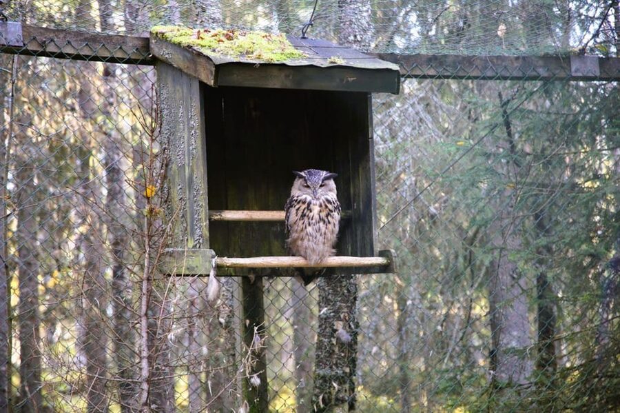 Rovaniemi: trip to the Ranua Zoo (transportation, tickets) - How much value do you get for $117?