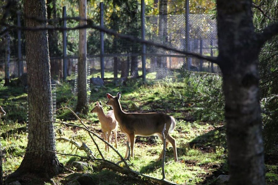 Rovaniemi: trip to the Ranua Zoo (transportation, tickets) - What the five-hour schedule feels like