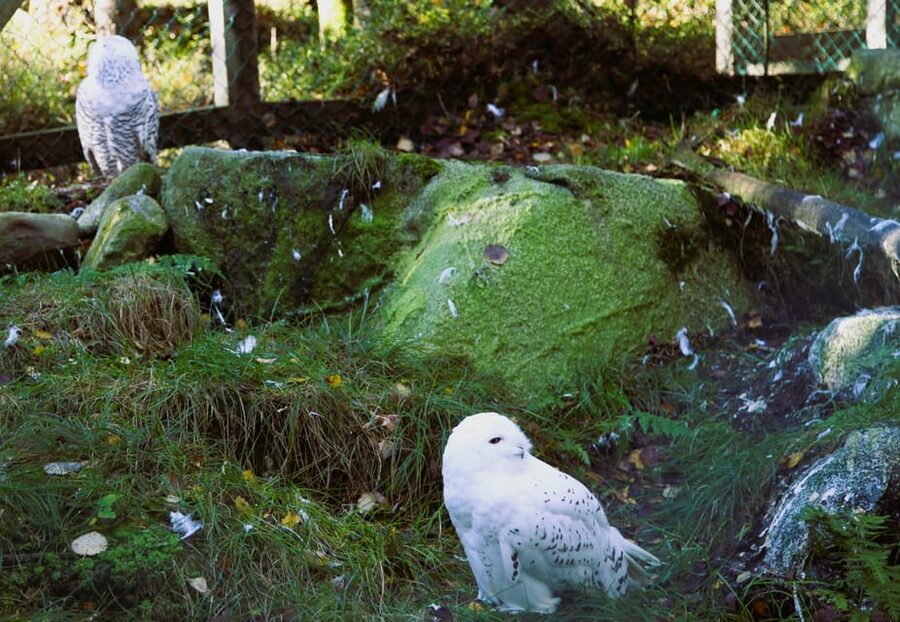 Rovaniemi: trip to the Ranua Zoo (transportation, tickets) - A family outing with room to breathe
