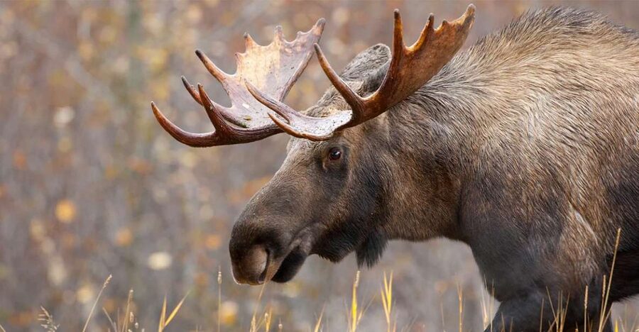 Rovaniemi: Wild Moose Safari - What moose watching is really like