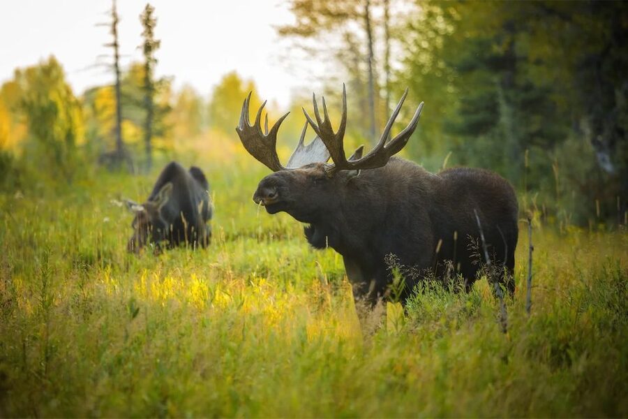 Rovaniemi: Wild Moose Safari - Timing and the 3.5-hour format