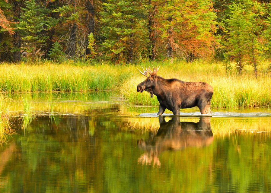 Rovaniemi: Wild Moose Safari - Who should book this safari?