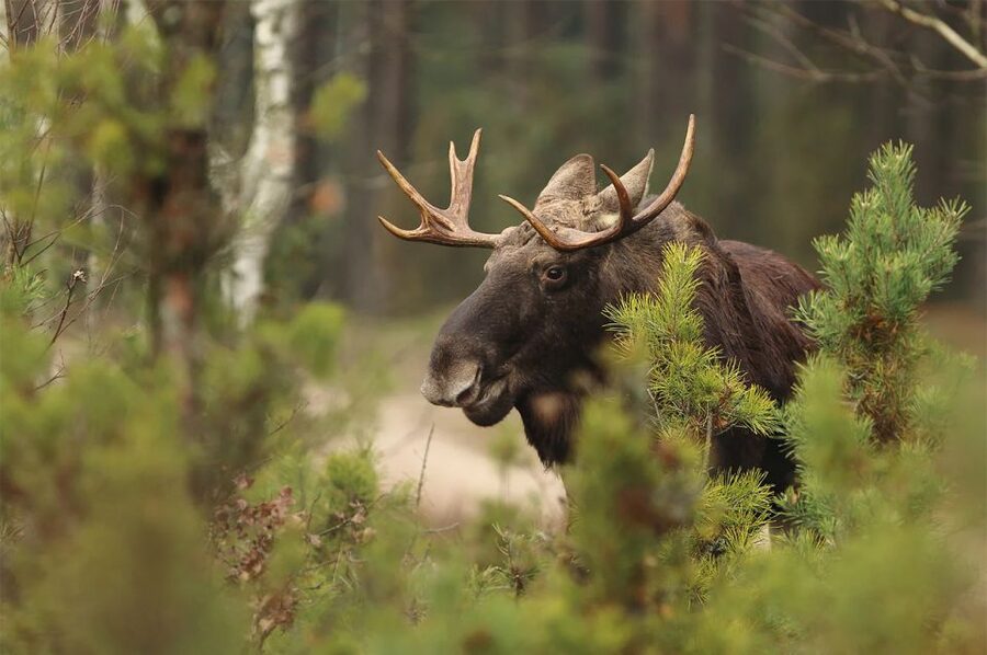 Rovaniemi: Wild Moose Safari - The drive into the Lappish forest