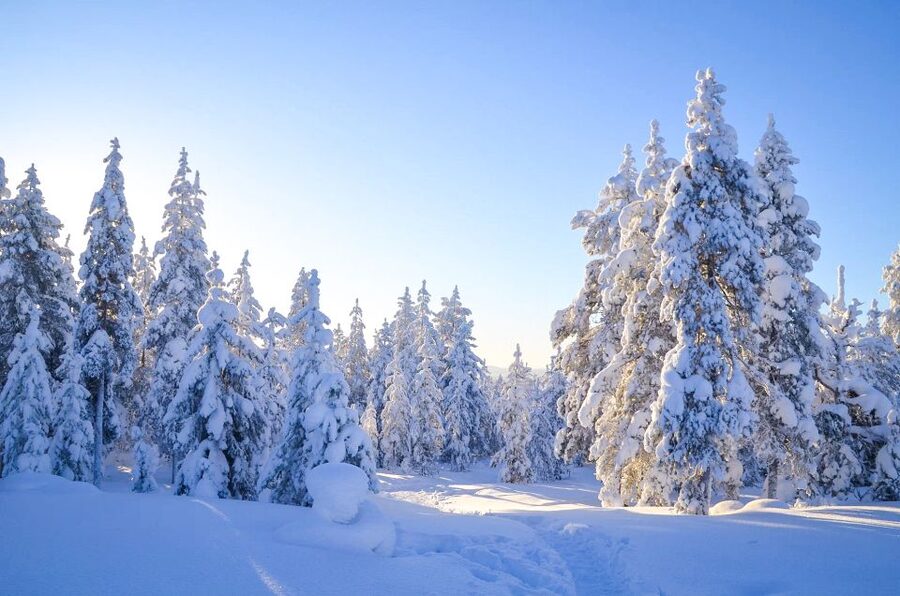 Rovaniemi: Wilderness Tour - Key points at a glance