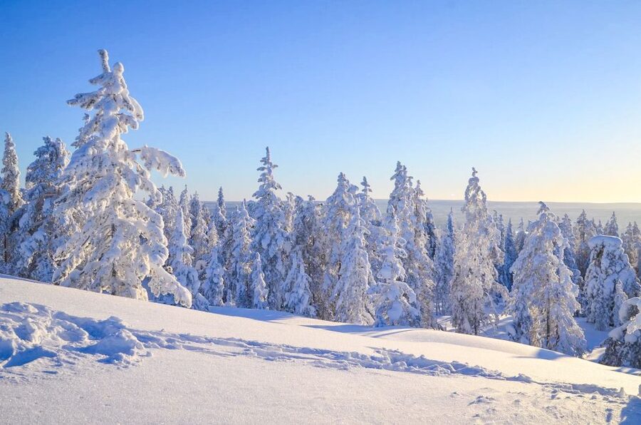 Rovaniemi: Wilderness Tour - Learning to light a fire without matches