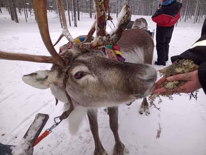 Saariselkä: Northern Lights & Reindeer Sledding Tour - Meeting at Lapponia Tours in Saariselkä