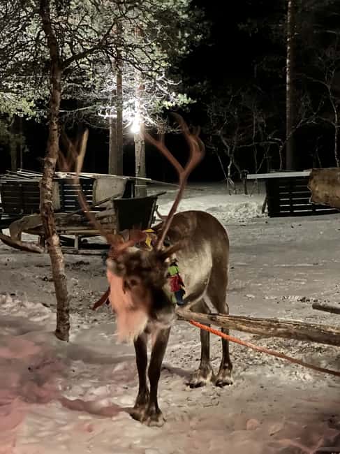 Saariselkä: Northern Lights & Reindeer Sledding Tour - What the $222 price really covers