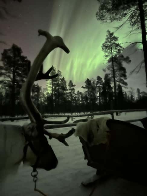 Saariselkä: Northern Lights & Reindeer Sledding Tour - Who will enjoy this most