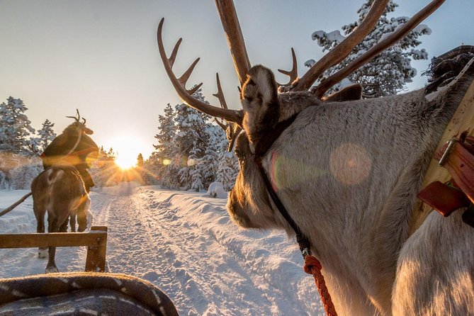 Santa Claus Village Guided Tour & Arctic Animals Adventure - A small group and named guide can improve the day