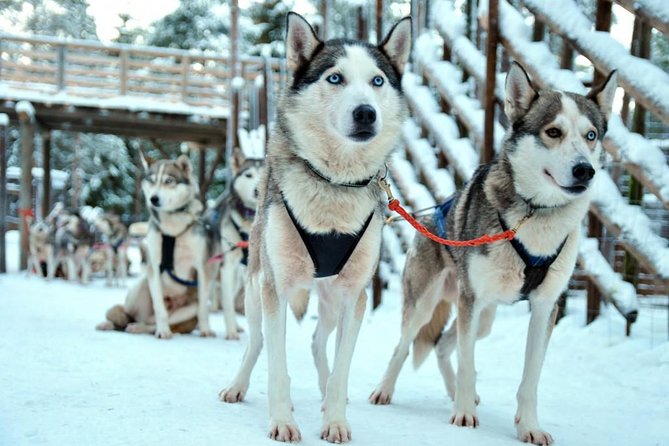 Santa Claus Village Guided Tour & Arctic Animals Adventure - Timing, pickup, and the pace of the morning