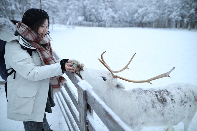 Santa Claus Village, Husky and Reindeers Combo Safari - What this four-hour Rovaniemi outing really includes