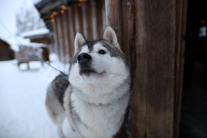 Santa Claus Village, Husky and Reindeers Combo Safari - Pickup, guides, and the practical side of the day