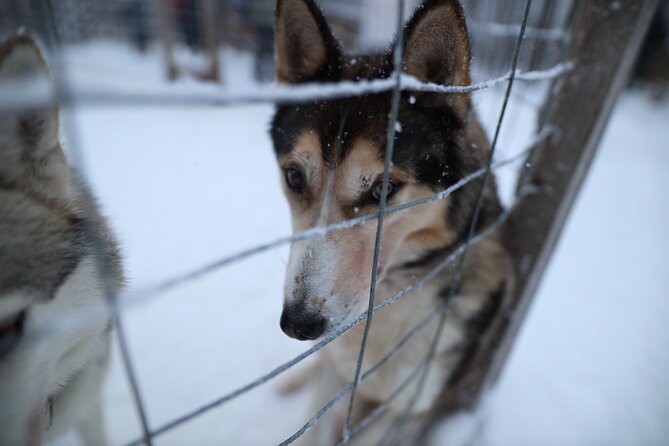 Santa Claus Village, Husky and Reindeers Combo Safari - Weather, clothing, and seasonal limits