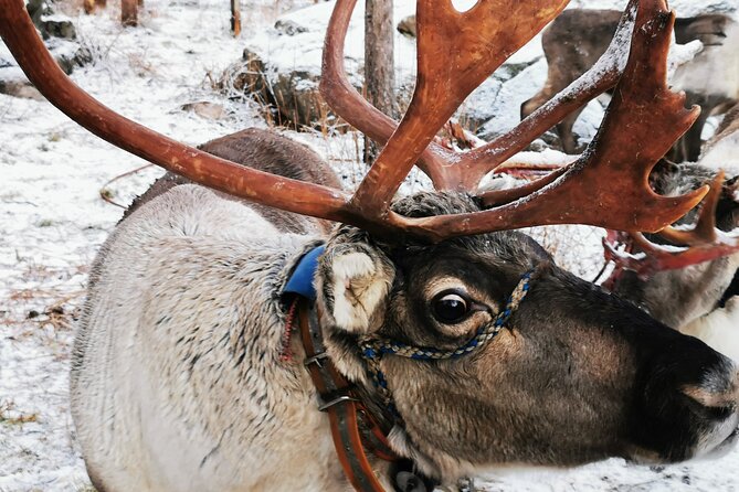 Santa's Reindeer & Husky Safari + Aurora BBQ in Rovaniemi - Key points to know before booking