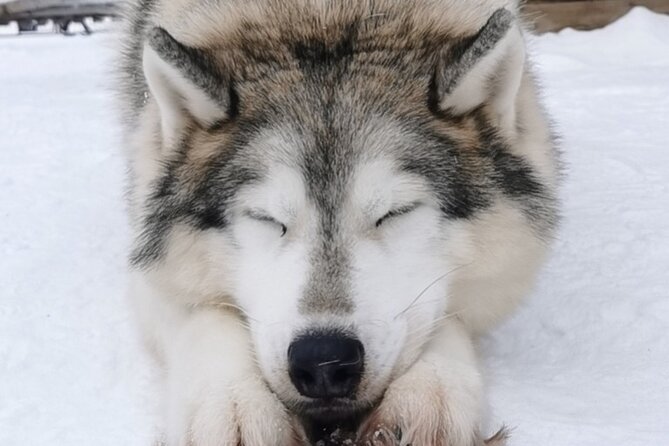 Santa's Reindeer & Husky Safari + Aurora BBQ in Rovaniemi - Reindeer at Santa Claus Village
