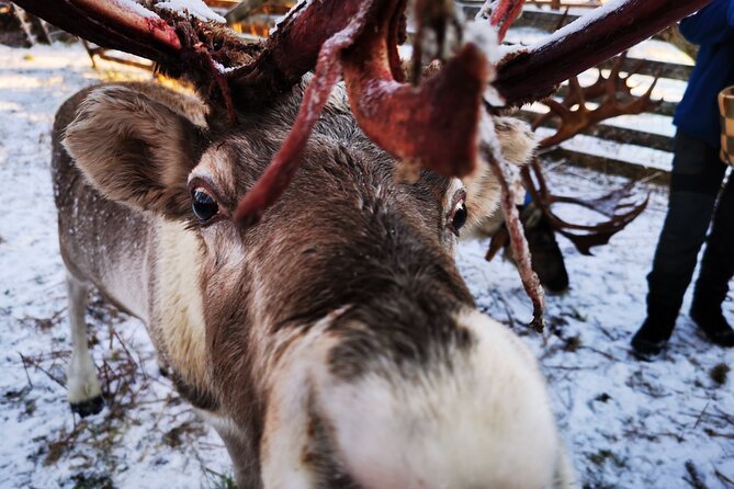 Santa's Reindeer & Husky Safari + Aurora BBQ in Rovaniemi - Two Aurora stops, one uncertain result
