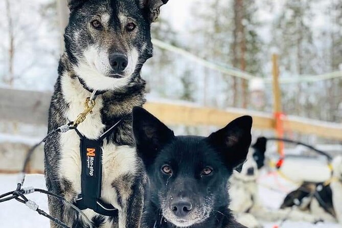 Santa's Reindeer & Husky Safari + Aurora BBQ in Rovaniemi - Who gets good value from $289.04?