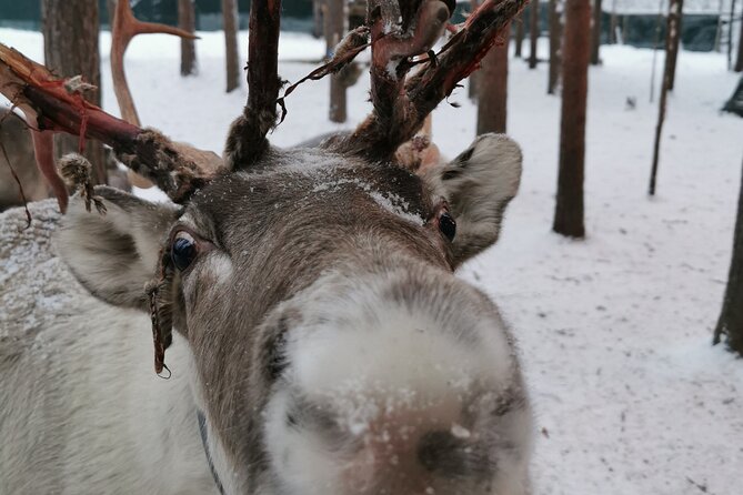 Santa's Reindeer & Husky Safari + Aurora BBQ in Rovaniemi - The morning begins with a 500-meter husky run