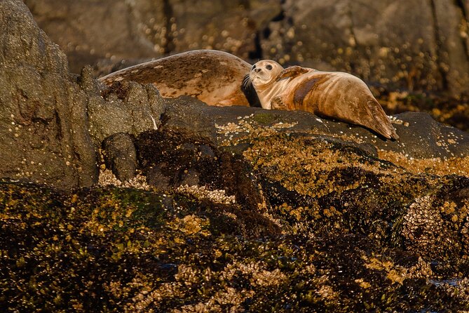 SEAL SAFARI in Savonlinna from Helsinki (private) - Why this Helsinki day trip is really about the seals