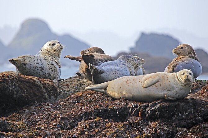 SEAL SAFARI in Savonlinna from Helsinki (private) - Four hours among Lake Saimaa’s rocky islands