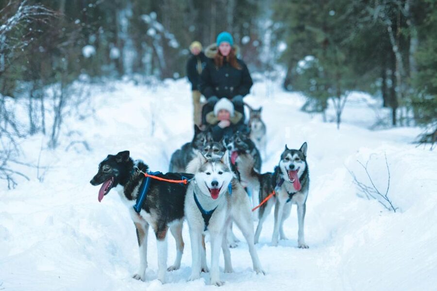 Sirkka: Husky Sled Ride in Levi 2km or 5 km from Levi - Key points to know before booking
