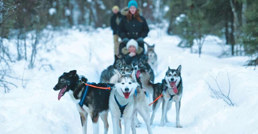 Sirkka: Husky Sled Ride in Levi 2km or 5 km from Levi - Meeting the huskies near Levi