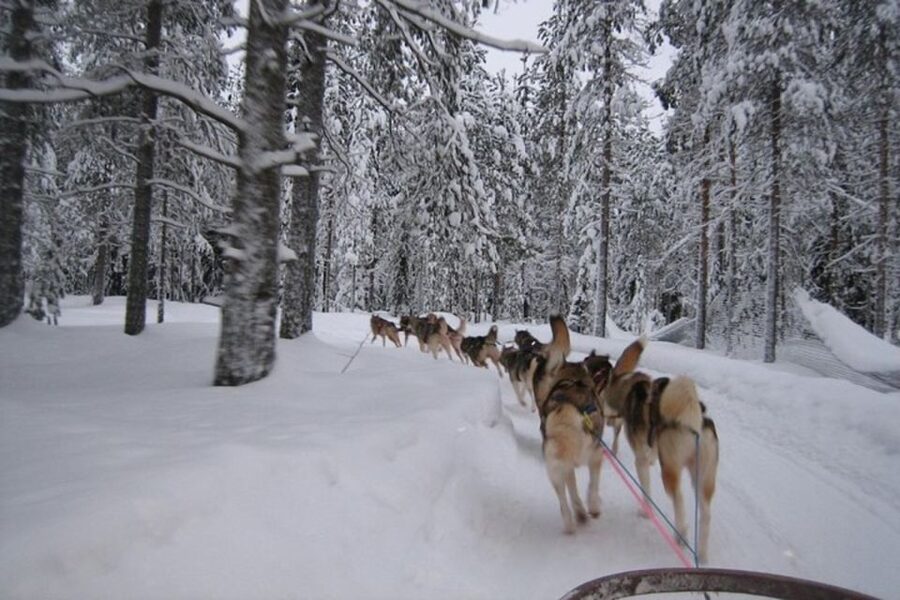 Sirkka: Husky Sled Ride in Levi 2km or 5 km from Levi - Gliding through Lapland on the 2 km or 5 km route