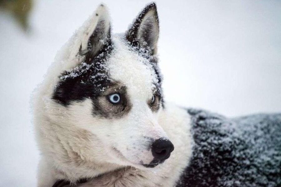 Sirkka: Husky Sled Ride in Levi 2km or 5 km from Levi - Transport from Sirkka and the timing