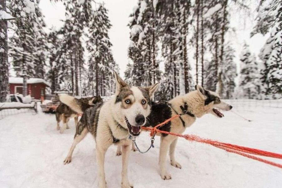 Sirkka: Husky Sled Ride in Levi 2km or 5 km from Levi - Is $199 a fair price?