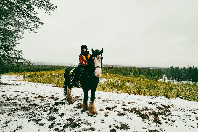 Small-Group Arctic Circle Horse Riding from Rovaniemi - Riding forest paths 20 kilometers from Rovaniemi