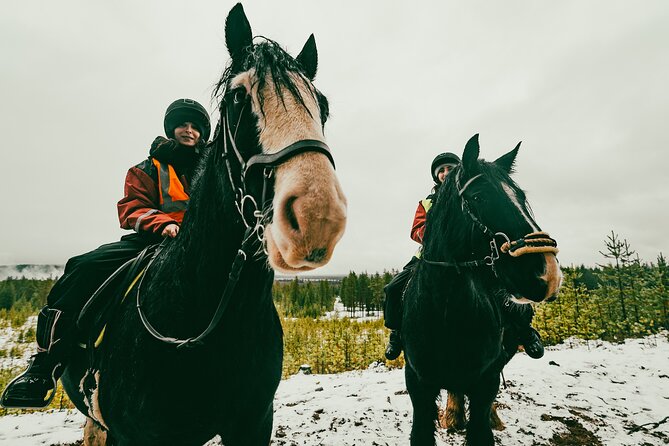 Small-Group Arctic Circle Horse Riding from Rovaniemi - What the three-hour visit includes