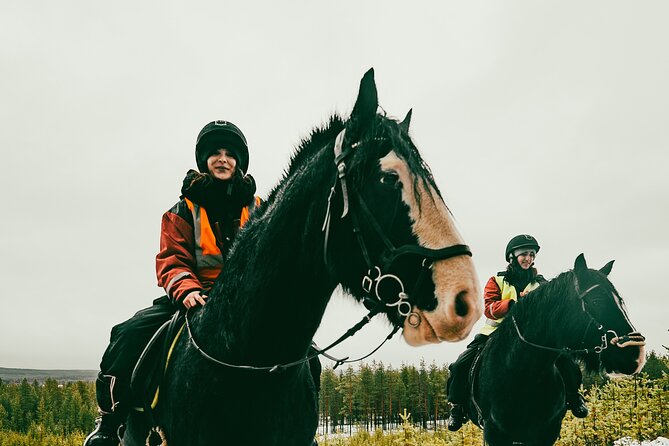 Small-Group Arctic Circle Horse Riding from Rovaniemi - Is $145 a fair price for three hours?