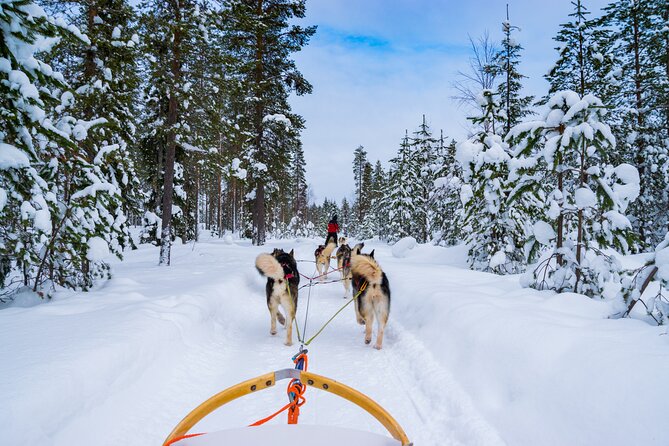 Small-Group Husky Mushing Experience in Rovaniemi - Key points to know before booking