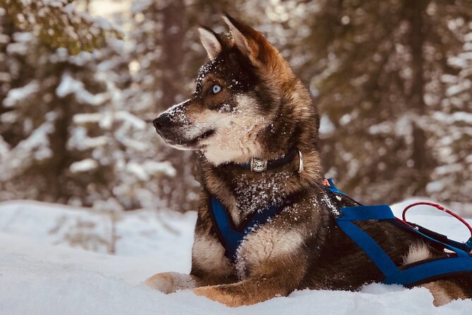 Small-Group Husky Mushing Experience in Rovaniemi - Meeting the huskies after the run