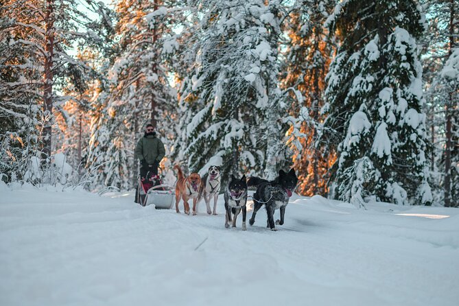 Small-Group Husky Mushing Experience in Rovaniemi - Sausages and hot berry juice in the kota