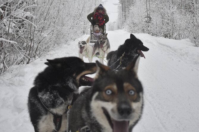 Small-Group Husky Mushing Experience in Rovaniemi - What $277.05 means in practical terms