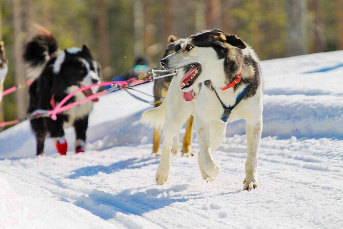 Small-Group Husky Mushing Experience in Rovaniemi - Booking timing, weather, and cancellation