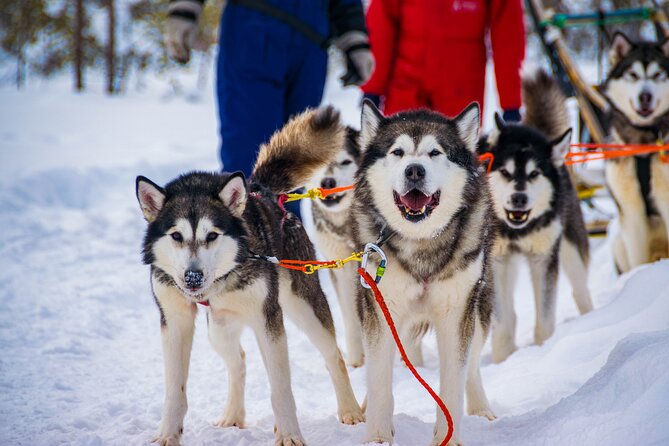 Small-Group Husky Mushing Experience in Rovaniemi - Learning to handle a team of huskies