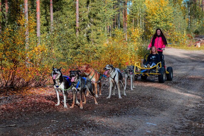 Small-Group Husky Sledding on Wheels in Rovaniemi in the fall - Key Points to Know Before You Book