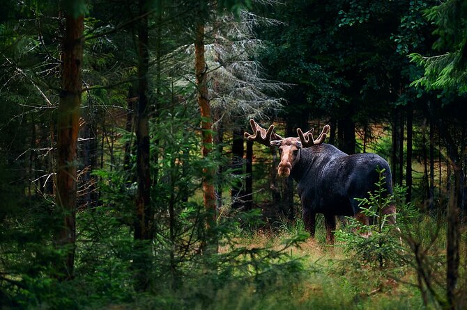 Small-Group Moose Wild Safari from Rovaniemi - Key points to know before booking