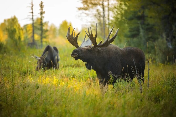 Small-Group Moose Wild Safari from Rovaniemi - Small-group size and guide quality