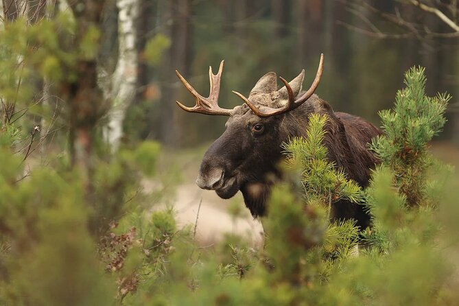 Small-Group Moose Wild Safari from Rovaniemi - Is $103.12 a fair price?