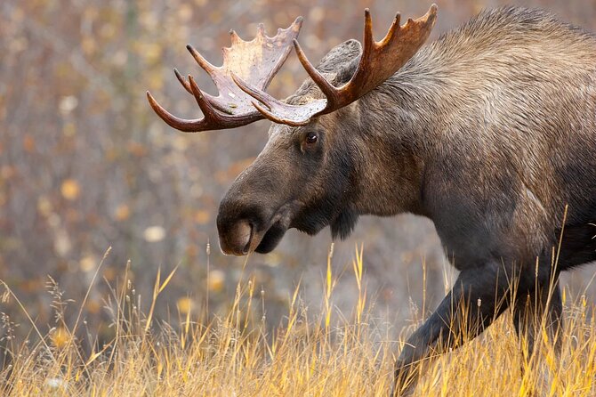 Small-Group Moose Wild Safari from Rovaniemi - Practical planning for a smoother evening