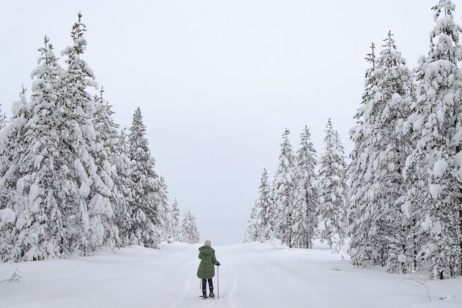 Small-Group Snowshoeing Adventure In Lapland - Weather, clouds, and the chance of northern lights
