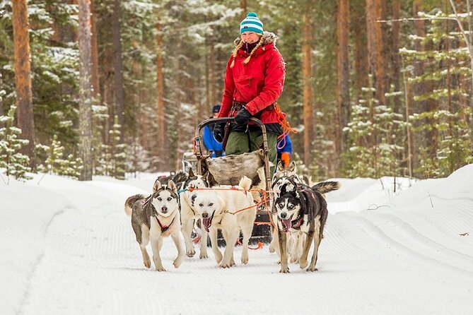 Snowmobile & Animals Day Tour - Three winter adventures packed into four to five hours