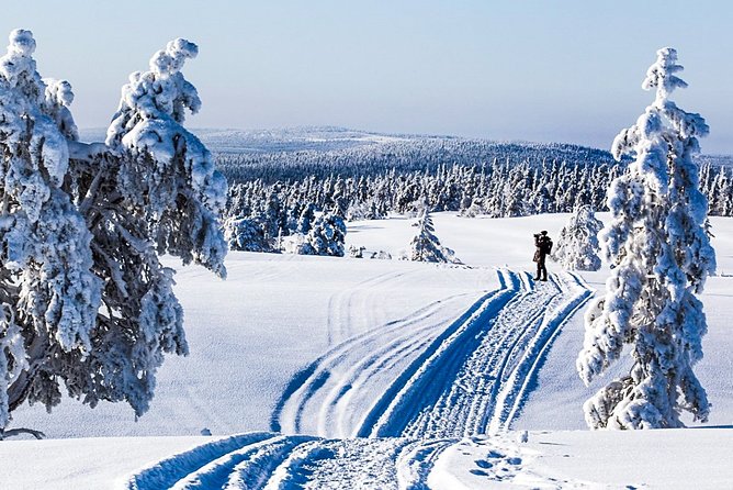 Snowmobile Safari in the Forest - Key points to know before booking