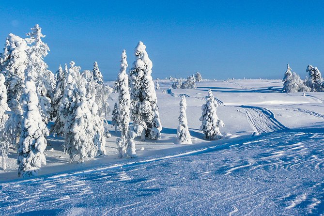 Snowmobile Safari on the Tundra - Forest tracks and open tundra